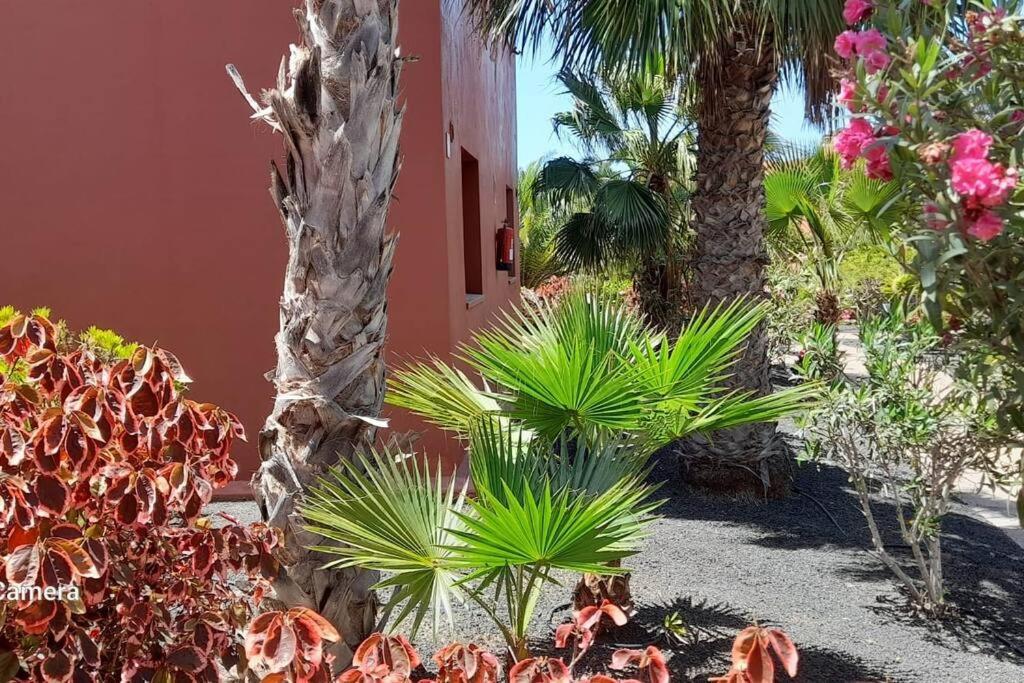 Apartment Cumbre Vieja Fuerteventura Corralejo Buitenkant foto